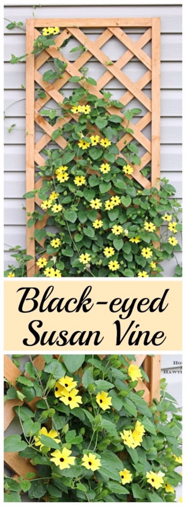 Creative Ways to Increase Curb Appeal on A Budget - Back Eyed Susan Vines - Cheap and Easy Ideas for Upgrading Your Front Porch, Landscaping, Driveways, Garage Doors, Brick and Home Exteriors. Add Window Boxes, House Numbers, Mailboxes and Yard Makeovers http://diyjoy.com/diy-curb-appeal-ideas