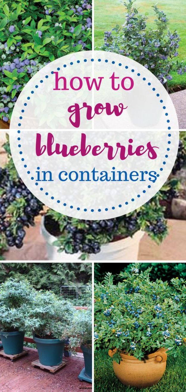 Container Gardening Ideas - Grow Blueberries In Containers - Easy Garden Projects for Containers and Growing Plants in Small Spaces - DIY Potting Tips and Planter Boxes for Vegetables, Herbs and Flowers - Simple Ideas for Beginners -Shade, Full Sun, Pation and Yard Landscape Idea tutorials 