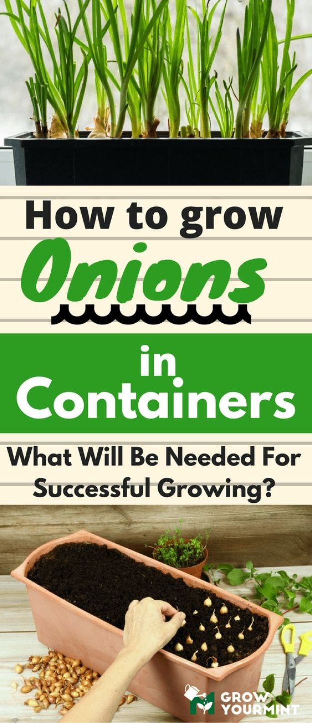 Container Gardening Ideas - Grow Onions In Containers - Easy Garden Projects for Containers and Growing Plants in Small Spaces - DIY Potting Tips and Planter Boxes for Vegetables, Herbs and Flowers - Simple Ideas for Beginners -Shade, Full Sun, Pation and Yard Landscape Idea tutorials 