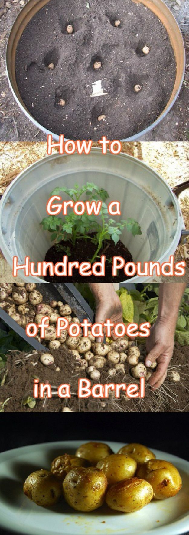 Container Gardening Ideas - Grow Potatoes In A Barrel - Easy Garden Projects for Containers and Growing Plants in Small Spaces - DIY Potting Tips and Planter Boxes for Vegetables, Herbs and Flowers - Simple Ideas for Beginners -Shade, Full Sun, Pation and Yard Landscape Idea tutorials 