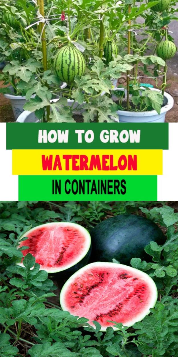 Container Gardening Ideas - Grow Watermelon in Containers - Easy Garden Projects for Containers and Growing Plants in Small Spaces - DIY Potting Tips and Planter Boxes for Vegetables, Herbs and Flowers - Simple Ideas for Beginners -Shade, Full Sun, Pation and Yard Landscape Idea tutorials 
