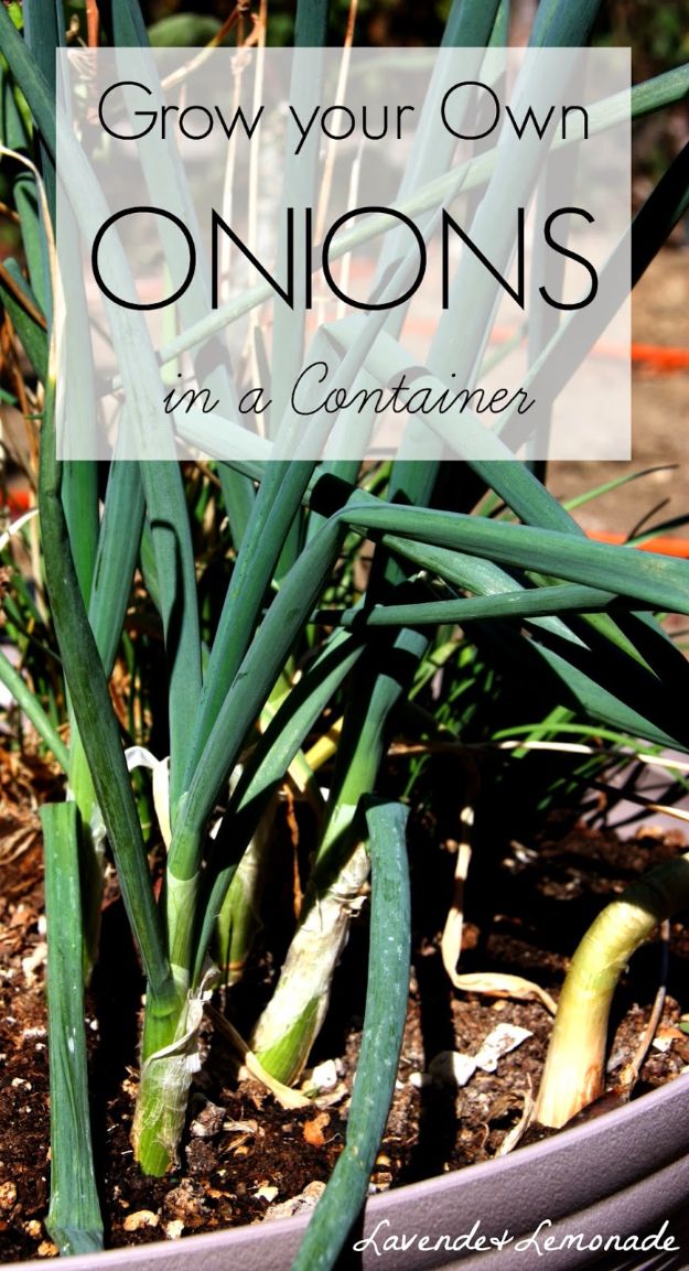 Container Gardening Ideas - Grow Your Onions In A Container - Easy Garden Projects for Containers and Growing Plants in Small Spaces - DIY Potting Tips and Planter Boxes for Vegetables, Herbs and Flowers - Simple Ideas for Beginners -Shade, Full Sun, Pation and Yard Landscape Idea tutorials 