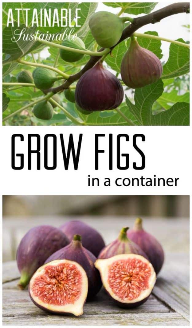 Container Gardening Ideas - Grow a Fig Tree in a Pot - Easy Garden Projects for Containers and Growing Plants in Small Spaces - DIY Potting Tips and Planter Boxes for Vegetables, Herbs and Flowers - Simple Ideas for Beginners -Shade, Full Sun, Pation and Yard Landscape Idea tutorials 