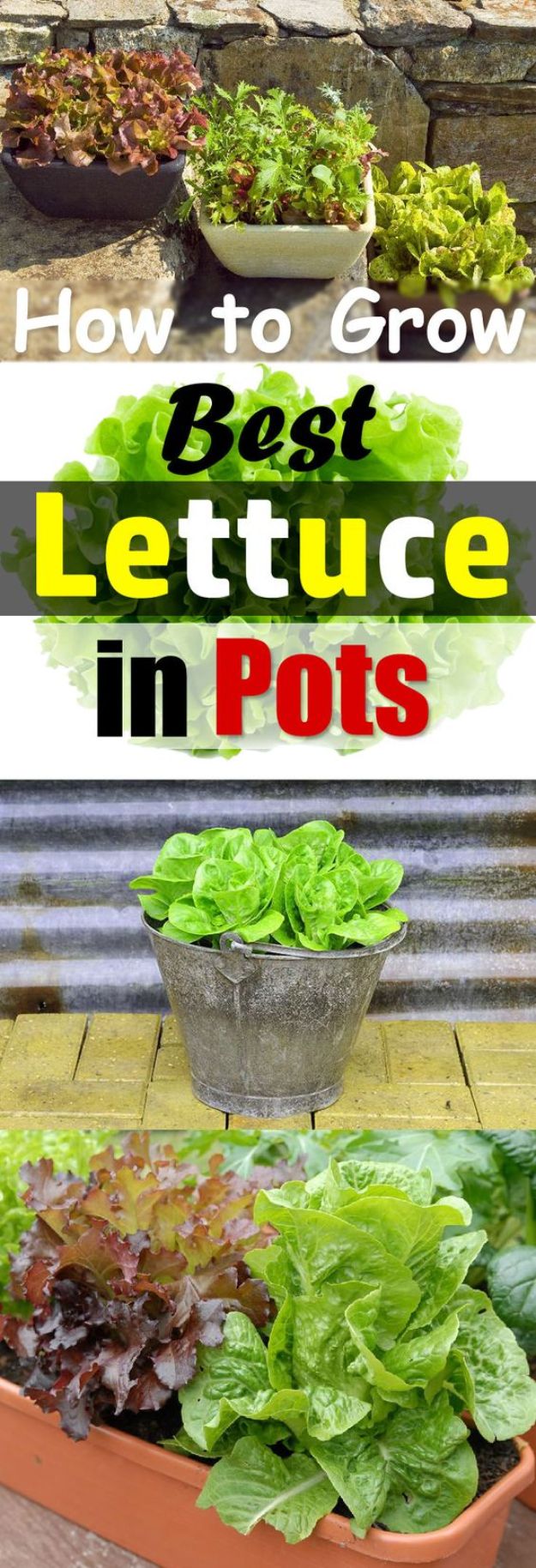 Container Gardening Ideas - Growing Lettuce In Containers - Easy Garden Projects for Containers and Growing Plants in Small Spaces - DIY Potting Tips and Planter Boxes for Vegetables, Herbs and Flowers - Simple Ideas for Beginners -Shade, Full Sun, Pation and Yard Landscape Idea tutorials 
