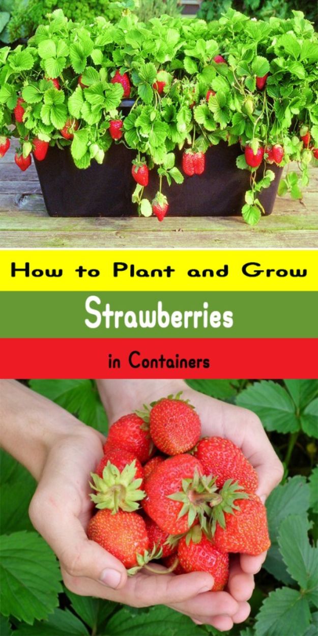 Container Gardening Ideas - Growing Strawberries in Containers - Easy Garden Projects for Containers and Growing Plants in Small Spaces - DIY Potting Tips and Planter Boxes for Vegetables, Herbs and Flowers - Simple Ideas for Beginners -Shade, Full Sun, Pation and Yard Landscape Idea tutorials 