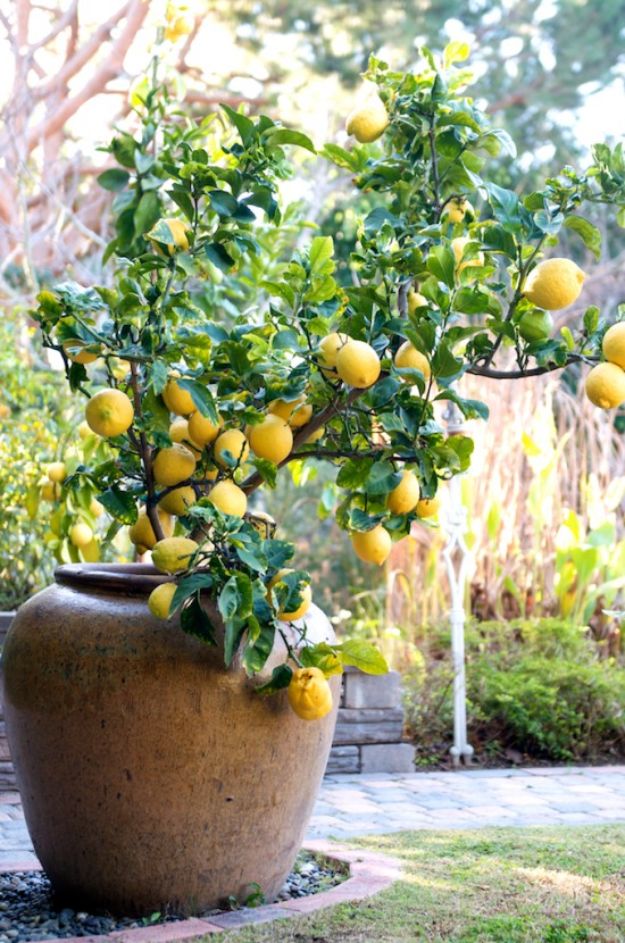 Container Gardening Ideas - Lemon Tree For Container Gardening - Easy Garden Projects for Containers and Growing Plants in Small Spaces - DIY Potting Tips and Planter Boxes for Vegetables, Herbs and Flowers - Simple Ideas for Beginners -Shade, Full Sun, Pation and Yard Landscape Idea tutorials 