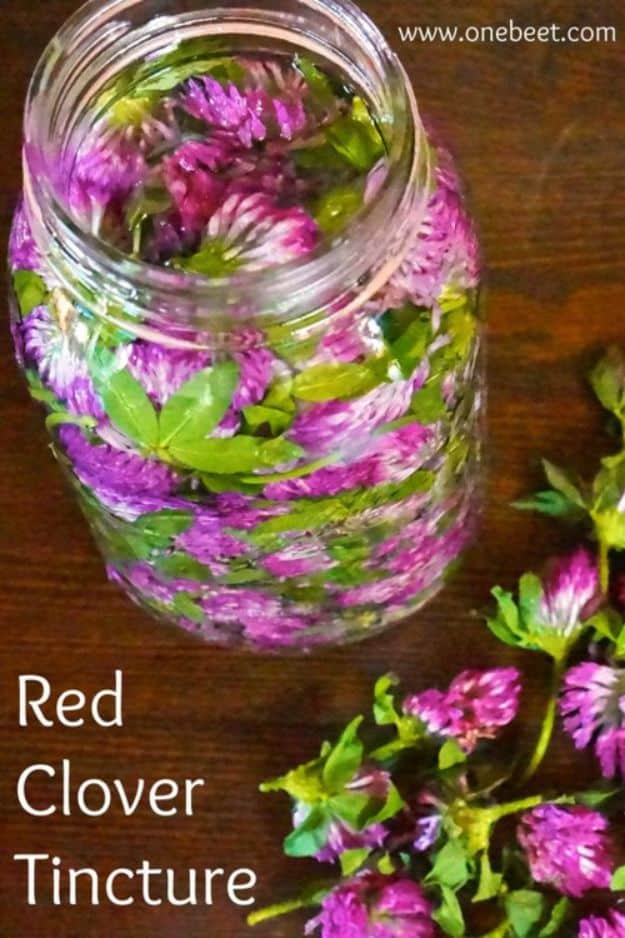 DIY Home Remedies - Red Clover Tincture - Homemade Recipes and Ideas for Help Relieve Symptoms of Cold and Flu, Upset Stomach, Rash, Cough, Sore Throat, Headache and Illness - Skincare Products, Balms, Lotions and Teas 