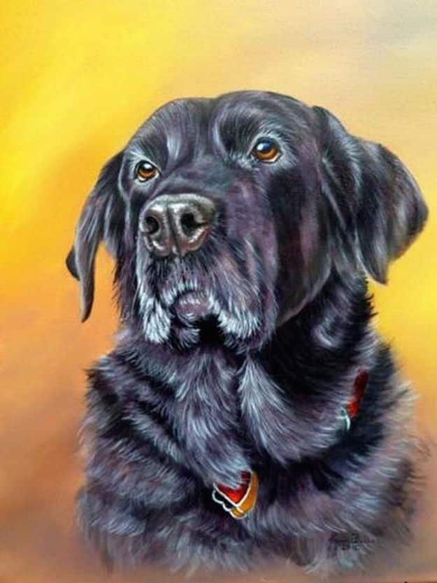 Acrylic Painting Tutorials and Techniques - How To Paint A Dog In Acrylics - DIY Acrylic Painting Ideas on Canvas - Make Flowers, Ocean, Sky, Abstract People, Landscapes, Buildings, Animals, Portraits, Sunset With Acrylics - Step by Step Art Lessons for Beginners - Easy Video Tutorials and How To for Acrylic Paintings #art #painting