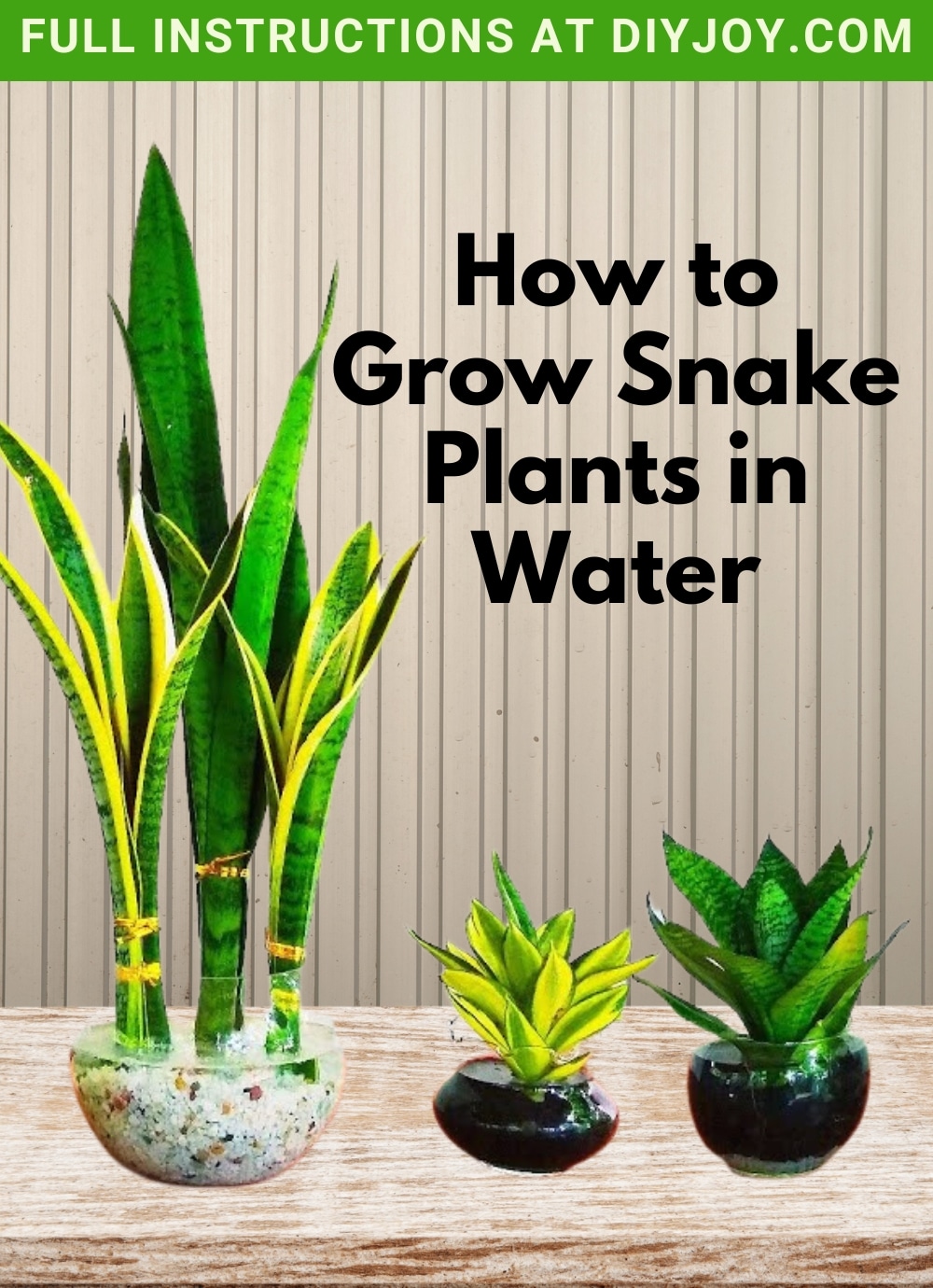 How To Grow Snake Plants In Water