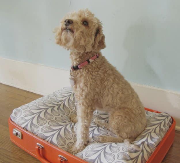 DIY Dog Beds - DIY Vintage Suitcase Dog Bed - Projects and Ideas for Large, Medium and Small Dogs. Cute and Easy No Sew Crafts for Your Pets. Pallet, Crate, PVC and End Table Dog Bed Tutorials #pets #diypet #dogs #diyideas