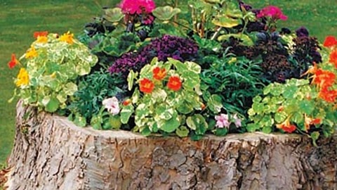 Turn A Tree Stump Into A Planter Box | DIY Joy Projects and Crafts Ideas
