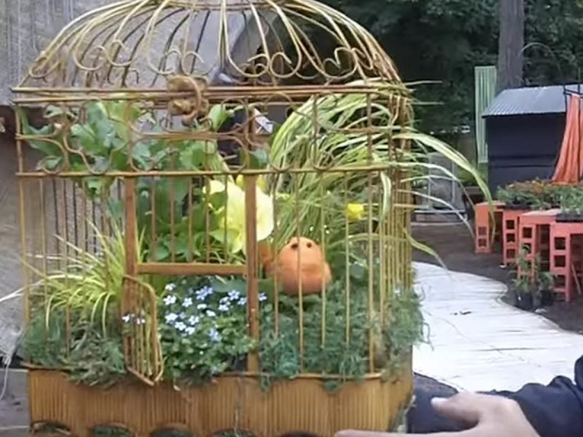 Regular Hanging Baskets Were Blah & I Decided to Put My Plants in a Bird  Cage! - DIY Joy