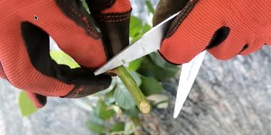 How to Grow Roses From Cuttings Fast and Easy!