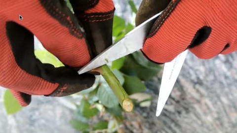 How to Grow Roses From Cuttings Fast and Easy! | DIY Joy Projects and Crafts Ideas