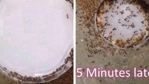I Had a Hallelujah Breakdown When I Found a DIY Remedy That Really Kills Ants! | DIY Joy Projects and Crafts Ideas