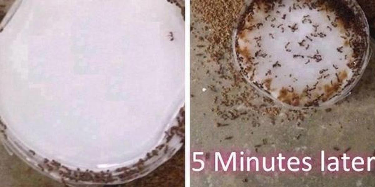 I Had a Hallelujah Breakdown When I Found a DIY Remedy That Really Kills Ants! | DIY Joy Projects and Crafts Ideas