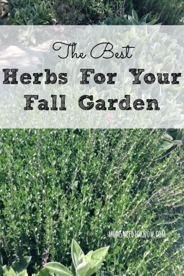 Best Gardening Ideas for Fall - Best Herbs For Your Fall Garden - Cool DIY Garden Ideas for Planting Autumn Varieties of Flowers and Vegetables - Pumpkins, Container Gardens, Planting Tips, Herbs and Easy Ideas for Beginners 