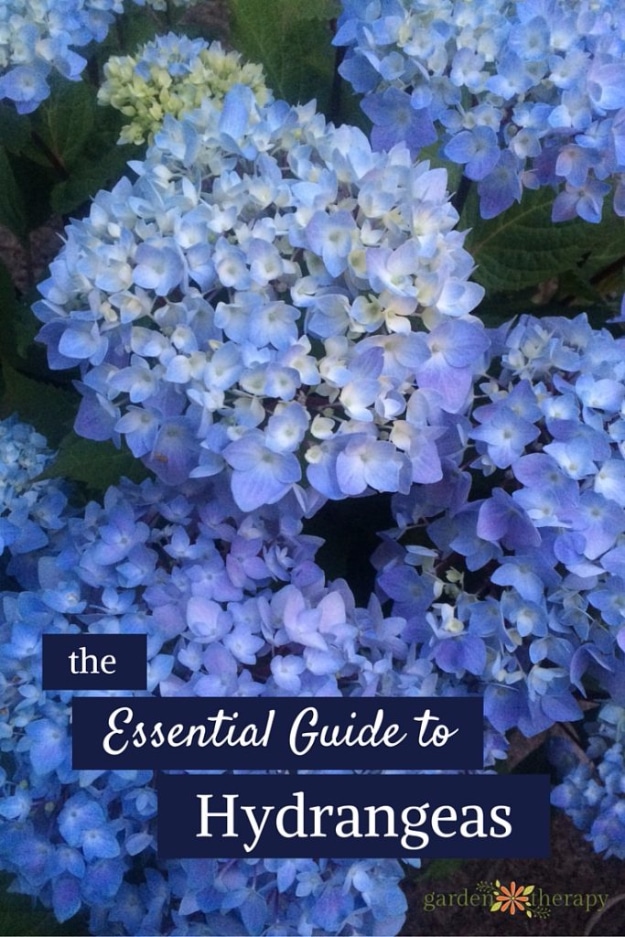Best Gardening Ideas for Fall - Essential Guide To Hydrangeas - Cool DIY Garden Ideas for Planting Autumn Varieties of Flowers and Vegetables - Pumpkins, Container Gardens, Planting Tips, Herbs and Easy Ideas for Beginners 