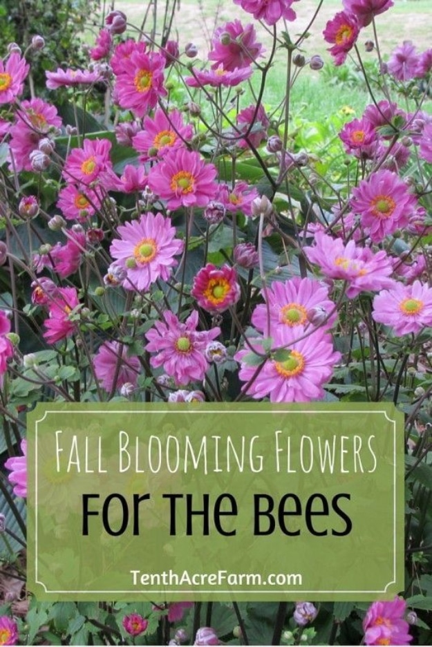 Best Gardening Ideas for Fall - Fall Blooming Flowers For The Bees - Cool DIY Garden Ideas for Planting Autumn Varieties of Flowers and Vegetables - Pumpkins, Container Gardens, Planting Tips, Herbs and Easy Ideas for Beginners 