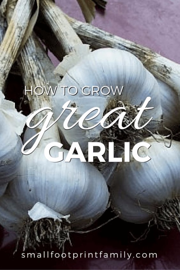 Best Gardening Ideas for Fall - Grow Great Garlic - Cool DIY Garden Ideas for Planting Autumn Varieties of Flowers and Vegetables - Pumpkins, Container Gardens, Planting Tips, Herbs and Easy Ideas for Beginners 