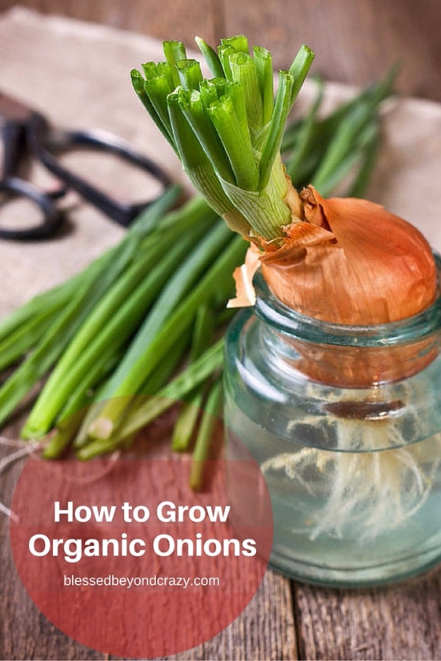 Best Gardening Ideas for Fall - Grow Organic Onions - Cool DIY Garden Ideas for Planting Autumn Varieties of Flowers and Vegetables - Pumpkins, Container Gardens, Planting Tips, Herbs and Easy Ideas for Beginners 