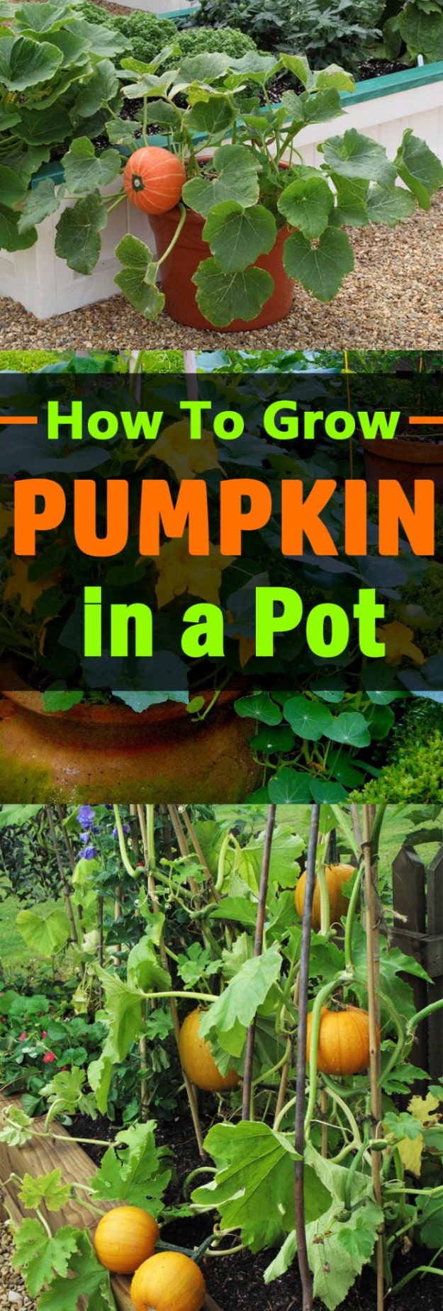 Best Gardening Ideas for Fall - Grow Pumpkins In A Pot - Cool DIY Garden Ideas for Planting Autumn Varieties of Flowers and Vegetables - Pumpkins, Container Gardens, Planting Tips, Herbs and Easy Ideas for Beginners 