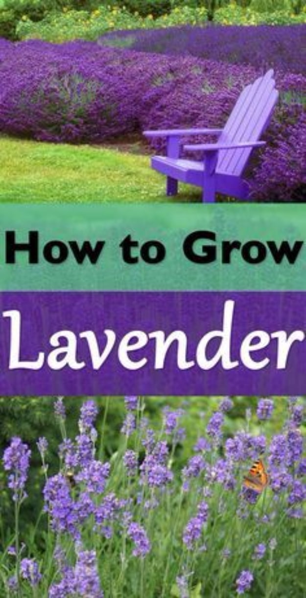 Best Gardening Ideas for Fall - Growing Lavender Plants - Cool DIY Garden Ideas for Planting Autumn Varieties of Flowers and Vegetables - Pumpkins, Container Gardens, Planting Tips, Herbs and Easy Ideas for Beginners 