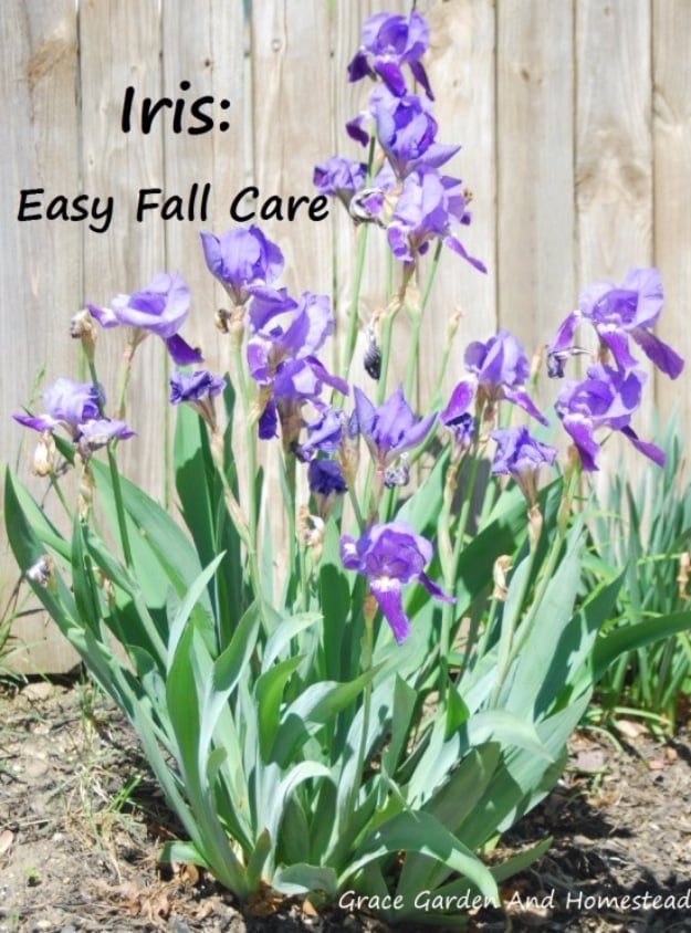 Best Gardening Ideas for Fall - Iris Easy Fall Care - Cool DIY Garden Ideas for Planting Autumn Varieties of Flowers and Vegetables - Pumpkins, Container Gardens, Planting Tips, Herbs and Easy Ideas for Beginners 