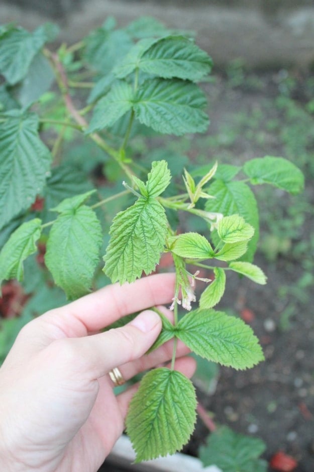 Best Gardening Ideas for Fall - Raspberry Bushes Gardening Tips - Cool DIY Garden Ideas for Planting Autumn Varieties of Flowers and Vegetables - Pumpkins, Container Gardens, Planting Tips, Herbs and Easy Ideas for Beginners 