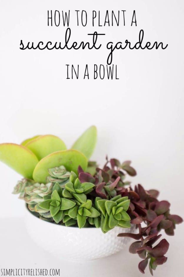 DIY Projects For Hand Painted Plates and Dishes - Succulent Garden In A Bowl - Creative Home Decor for Rustic, Vintage and Farmhouse Looks. Upcycle With These Best Crafts and Project Tutorials #diy #kitchen #crafts