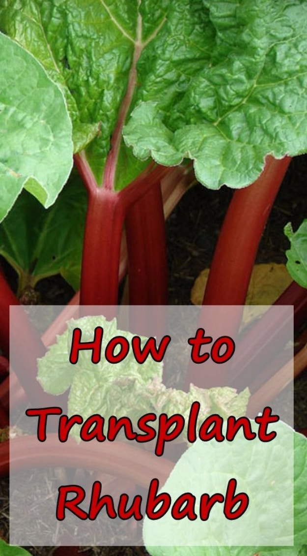 Best Gardening Ideas for Fall - Transplanting Rhubarbs - Cool DIY Garden Ideas for Planting Autumn Varieties of Flowers and Vegetables - Pumpkins, Container Gardens, Planting Tips, Herbs and Easy Ideas for Beginners 
