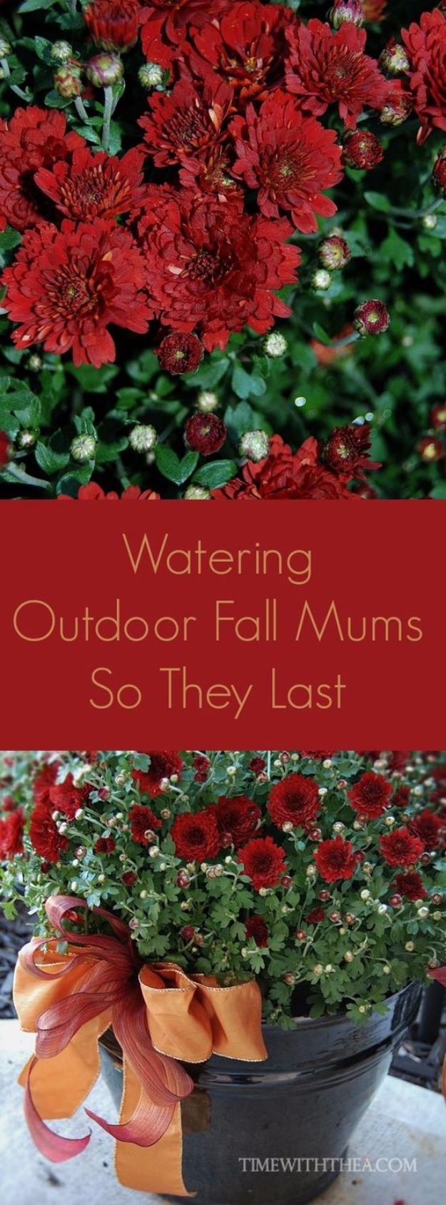 Best Gardening Ideas for Fall - Watering Outdoor Fall Mums So They Last - Cool DIY Garden Ideas for Planting Autumn Varieties of Flowers and Vegetables - Pumpkins, Container Gardens, Planting Tips, Herbs and Easy Ideas for Beginners 