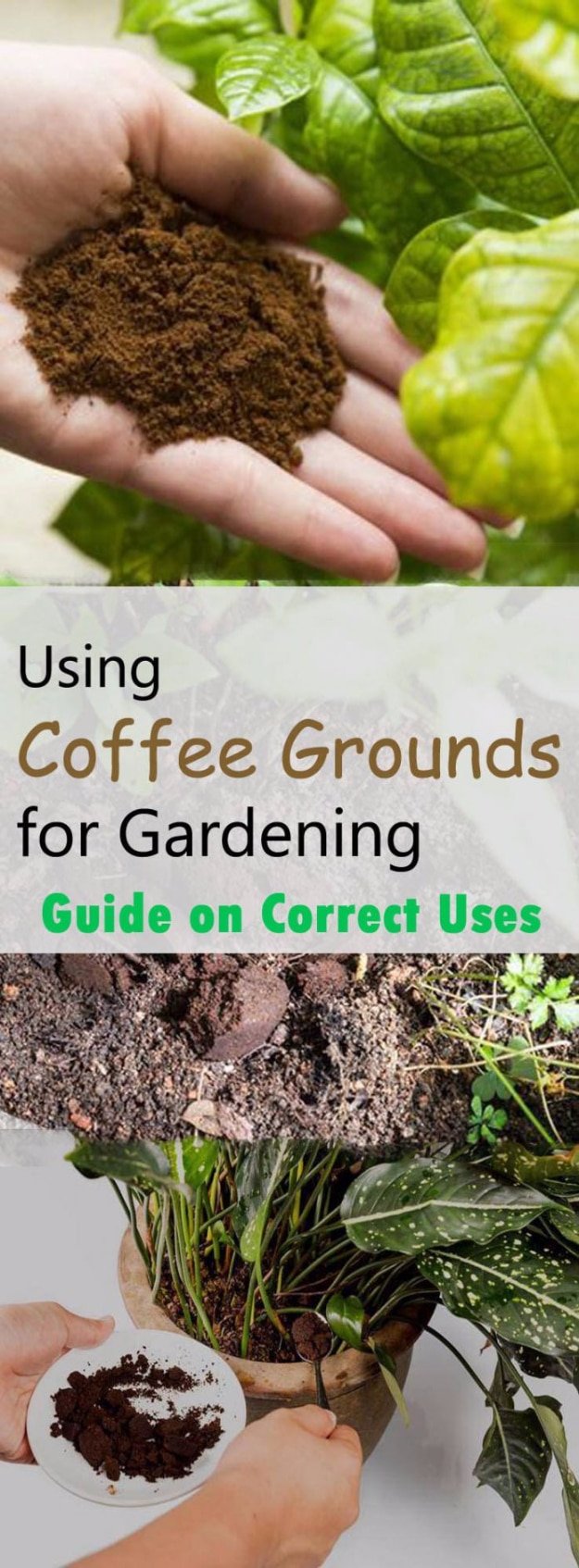 DIY Landscaping Hacks - Use Coffee Grounds To Keep Pests Away - Easy Ways to Make Your Yard and Home Look Awesome in Fall, Winter, Spring and Fall. Backyard Projects for Beginning Gardeners and Lawns - Tutorials and Step by Step Instructions