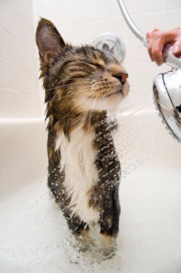 DIY Cat Hacks - Bathe Your Cat Without Being Clawed To Death - Tips and Tricks Ideas for Cat Beds and Toys, Homemade Remedies for Fleas and Scratching - Do It Yourself Cat Treat Recips, Food and Gear for Your Pet - Cool Gifts for Cats #cathacks #cats #pets
