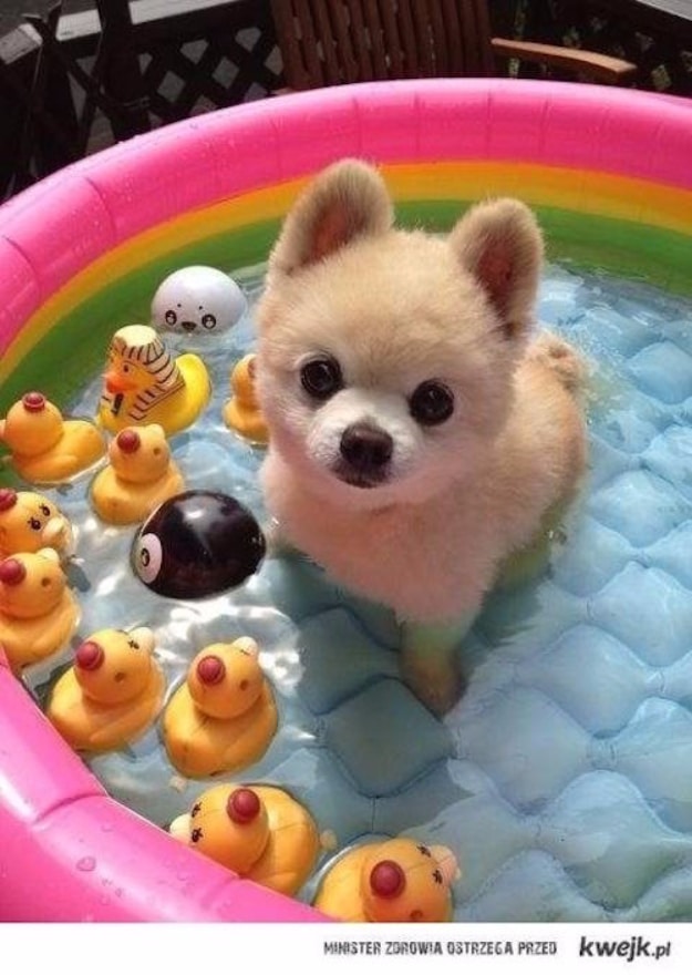 DIY Dog Hacks - Fill An Inflatable Pool With Water And Ice On Hot Summer Days - Training Tips, Ideas for Dog Beds and Toys, Homemade Remedies for Fleas and Scratching - Do It Yourself Dog Treat Recips, Food and Gear for Your Pet #dogs #diy #crafts