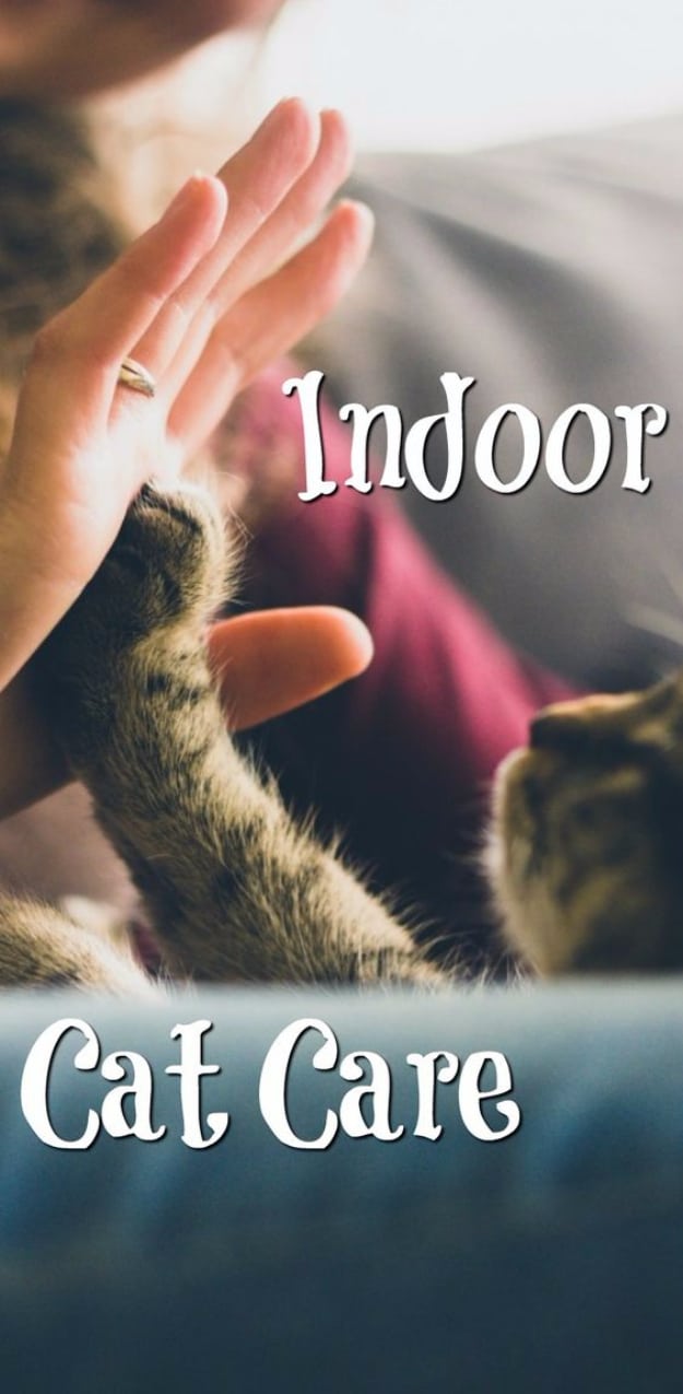 DIY Cat Hacks - Indoor Cat Care - Tips and Tricks Ideas for Cat Beds and Toys, Homemade Remedies for Fleas and Scratching - Do It Yourself Cat Treat Recips, Food and Gear for Your Pet - Cool Gifts for Cats #cathacks #cats #pets