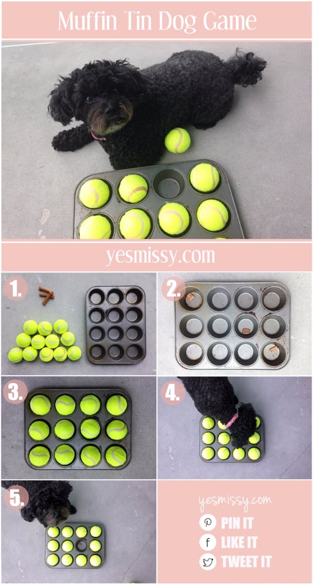 DIY Dog Hacks - Muffin Tin Dog Game - Training Tips, Ideas for Dog Beds and Toys, Homemade Remedies for Fleas and Scratching - Do It Yourself Dog Treat Recips, Food and Gear for Your Pet #dogs #diy #crafts