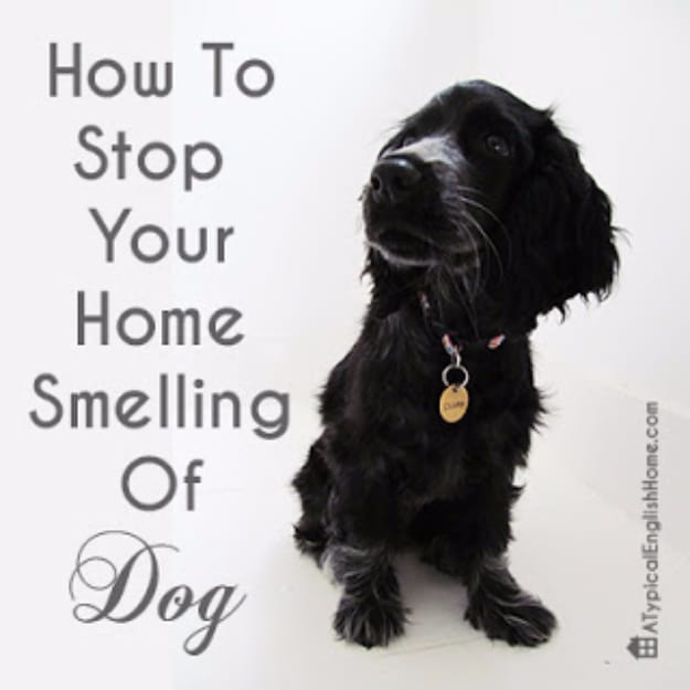 DIY Dog Hacks - Stop Your Home From Smelling Of Dogs - Training Tips, Ideas for Dog Beds and Toys, Homemade Remedies for Fleas and Scratching - Do It Yourself Dog Treat Recips, Food and Gear for Your Pet #dogs #diy #crafts