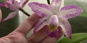 Top 10 Don’ts when Growing Orchids – Tips Tor Orchid Beginners!