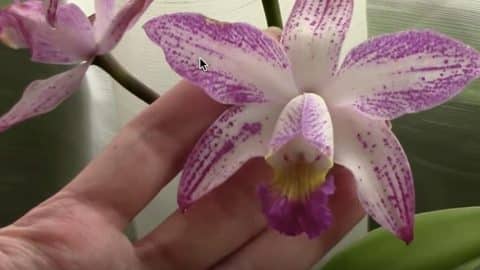 Top 10 Don’ts when Growing Orchids – Tips Tor Orchid Beginners! | DIY Joy Projects and Crafts Ideas
