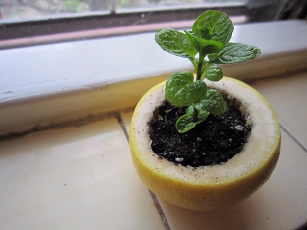 DIY Spring Gardening Projects - Citrus Peel Starter Pot For Seedlings - Cool and Easy Planting Tips for Spring Garden - Step by Step Tutorials for Growing Seeds, Plants, Vegetables and Flowers in You Yard - DIY Project Ideas for Women and Men - Creative and Quick Backyard Ideas For Summer 