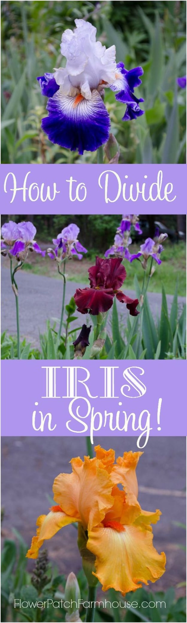 DIY Spring Gardening Projects - Divide Iris in Spring - Cool and Easy Planting Tips for Spring Garden - Step by Step Tutorials for Growing Seeds, Plants, Vegetables and Flowers in You Yard - DIY Project Ideas for Women and Men - Creative and Quick Backyard Ideas For Summer 