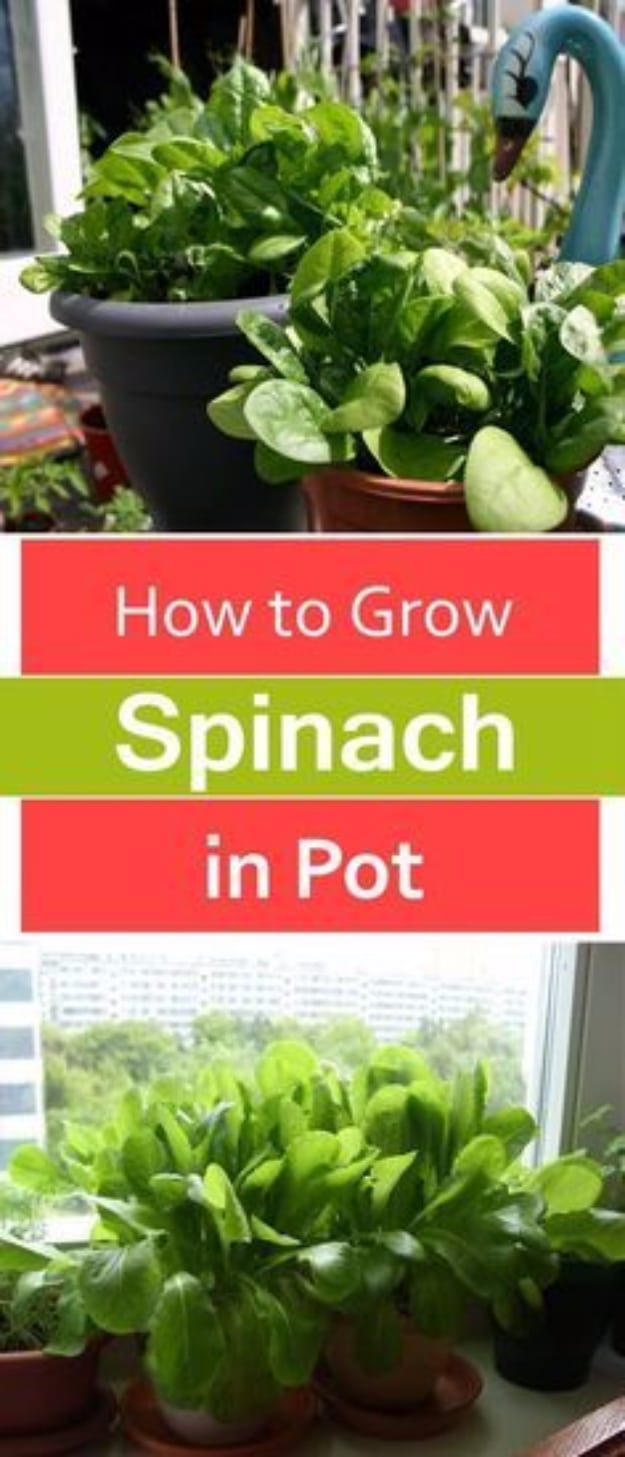 DIY Spring Gardening Projects - Grow Spinach in Pots - Cool and Easy Planting Tips for Spring Garden - Step by Step Tutorials for Growing Seeds, Plants, Vegetables and Flowers in You Yard - DIY Project Ideas for Women and Men - Creative and Quick Backyard Ideas For Summer 