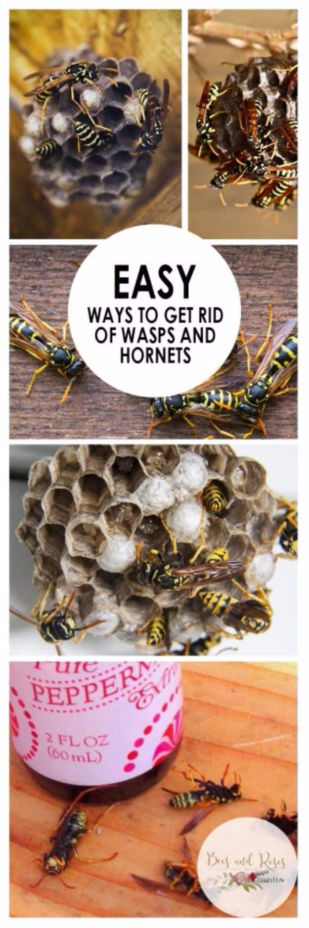 Best Ways to Get Rid of Bugs - Easy Way To Get Rid Of Wasps And Hornets - Easy Tips and Tricks to Get Rid of Roaches, Ants, Fleas and Flies - DIY Ways To Exterminate and Elimiate Pests from Your Home and Yard, Picnics and Outdoor Barbecue 