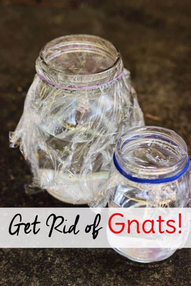 Best Ways to Get Rid of Bugs - Get Rid Of Gnats - Easy Tips and Tricks to Get Rid of Roaches, Ants, Fleas and Flies - DIY Ways To Exterminate and Elimiate Pests from Your Home and Yard, Picnics and Outdoor Barbecue 