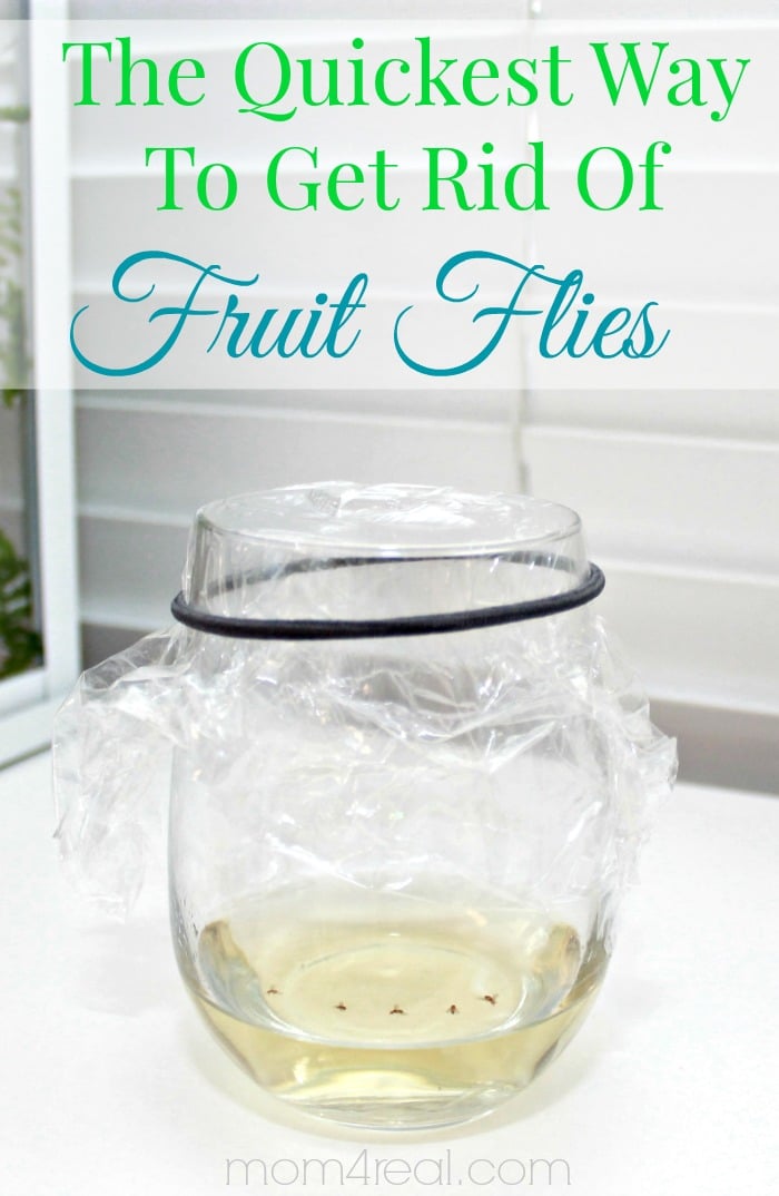 Best Ways to Get Rid of Bugs - Get Rid of Fruit Flies - Easy Tips and Tricks to Get Rid of Roaches, Ants, Fleas and Flies - DIY Ways To Exterminate and Elimiate Pests from Your Home and Yard, Picnics and Outdoor Barbecue 