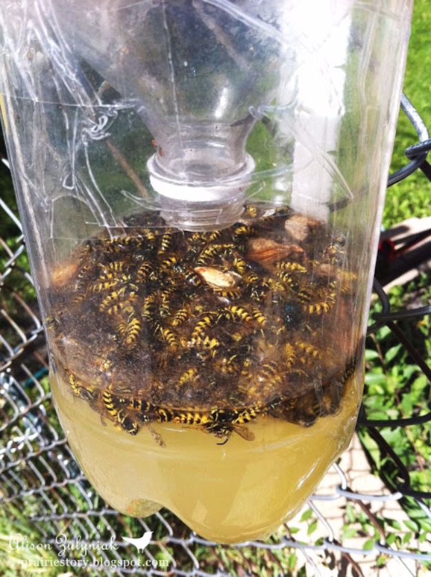 Best Ways to Get Rid of Bugs - Homemade Wasp Trap - Easy Tips and Tricks to Get Rid of Roaches, Ants, Fleas and Flies - DIY Ways To Exterminate and Elimiate Pests from Your Home and Yard, Picnics and Outdoor Barbecue 
