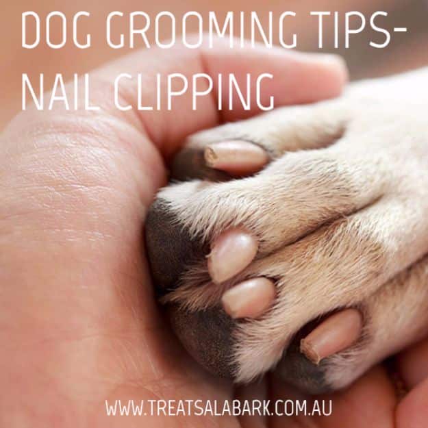 DIY Dog Grooming Tutorials - Nail Clipping - Cool and Easy Ways to Wash, Groom and Style Your Pets Fur - Trim Toenails, Brush Teeth, Bath, Trim and Clip Dogs Fur - Hair - Remove Fleas and Anti Itch - Save Money At The Groomer By Learning How To Do These Things At Home #diy #pets #dog