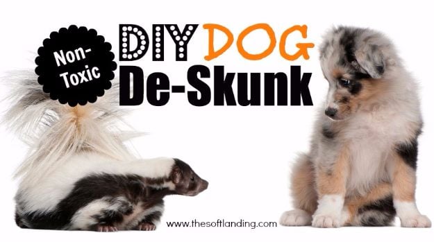 DIY Dog Grooming Tutorials - Non-Toxic DIY Dog De-Skunk - Cool and Easy Ways to Wash, Groom and Style Your Pets Fur - Trim Toenails, Brush Teeth, Bath, Trim and Clip Dogs Fur - Hair - Remove Fleas and Anti Itch - Save Money At The Groomer By Learning How To Do These Things At Home #diy #pets #dog