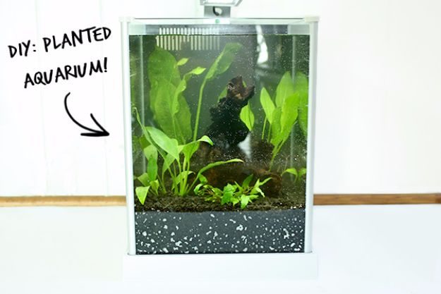 DIY Aquarium Ideas - Planted Aquarium - Cool and Easy Decorations for Tank Aquariums, Mason Jar, Wall and Stand Projects for Fish - Creative Background Ideas - Fun Tutorials for Kids to Make With Plants and Decor - Best Home Decor and Crafts by DIY JOY